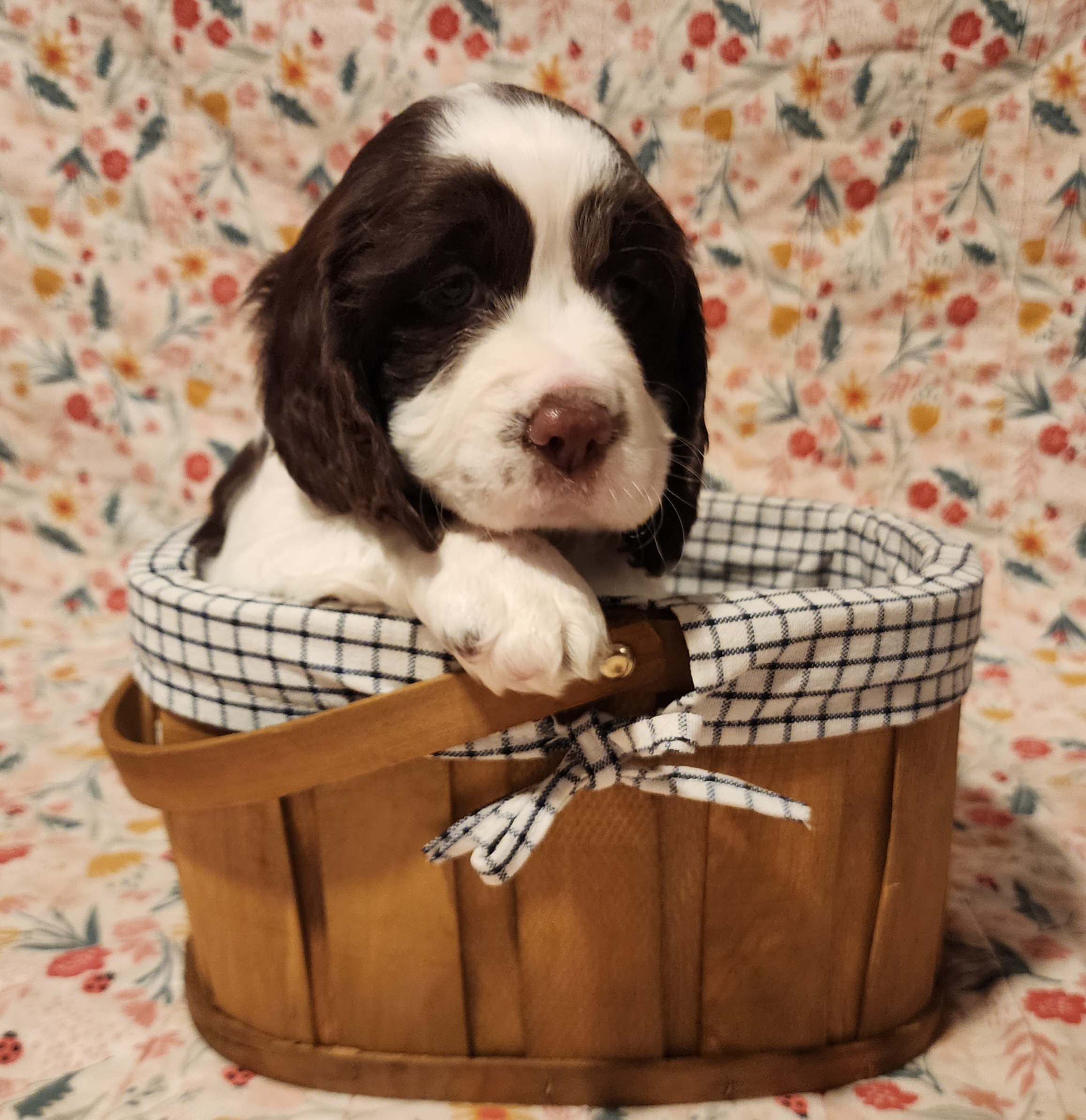 Pennysaver Online NY Pennysaver Classifieds