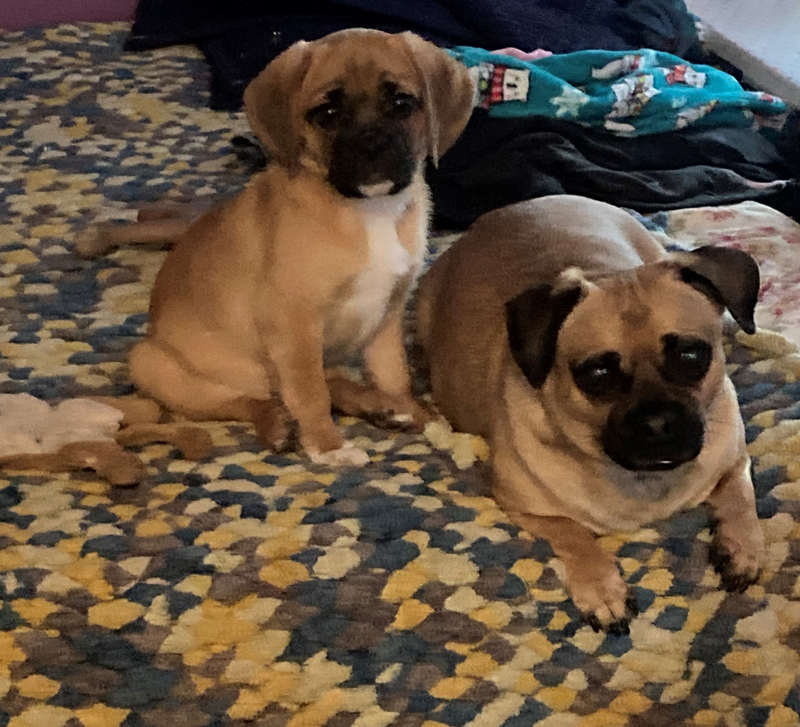 Pennysaver Online NY Pennysaver Classifieds