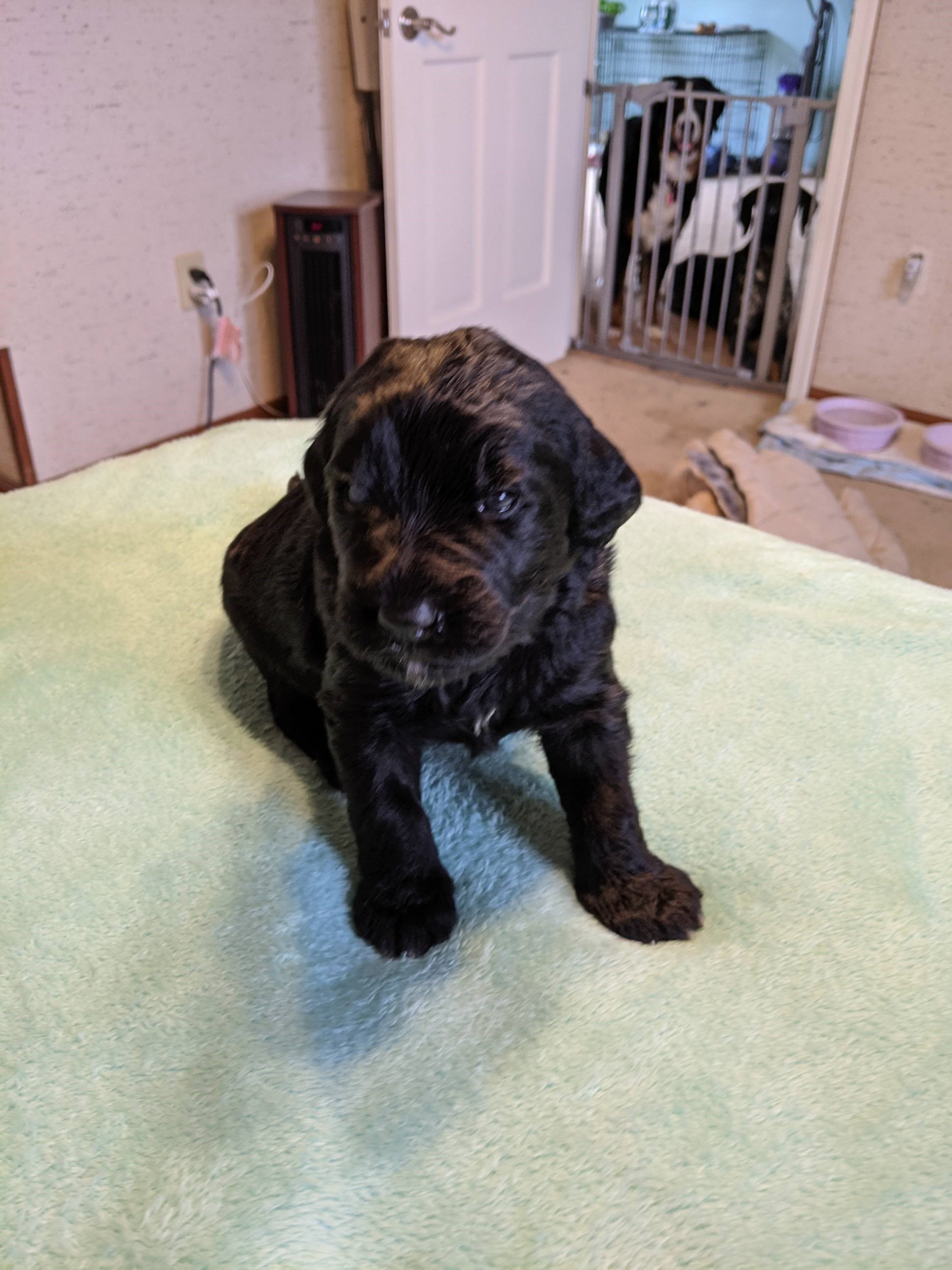 Pennysaver Online NY Pennysaver Classifieds